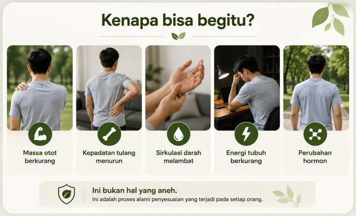 Kenapa bisa begitu? Massa otot berkurang, kepadatan tulang menurun, sirkulasi melambat, energi berkurang, perubahan hormon